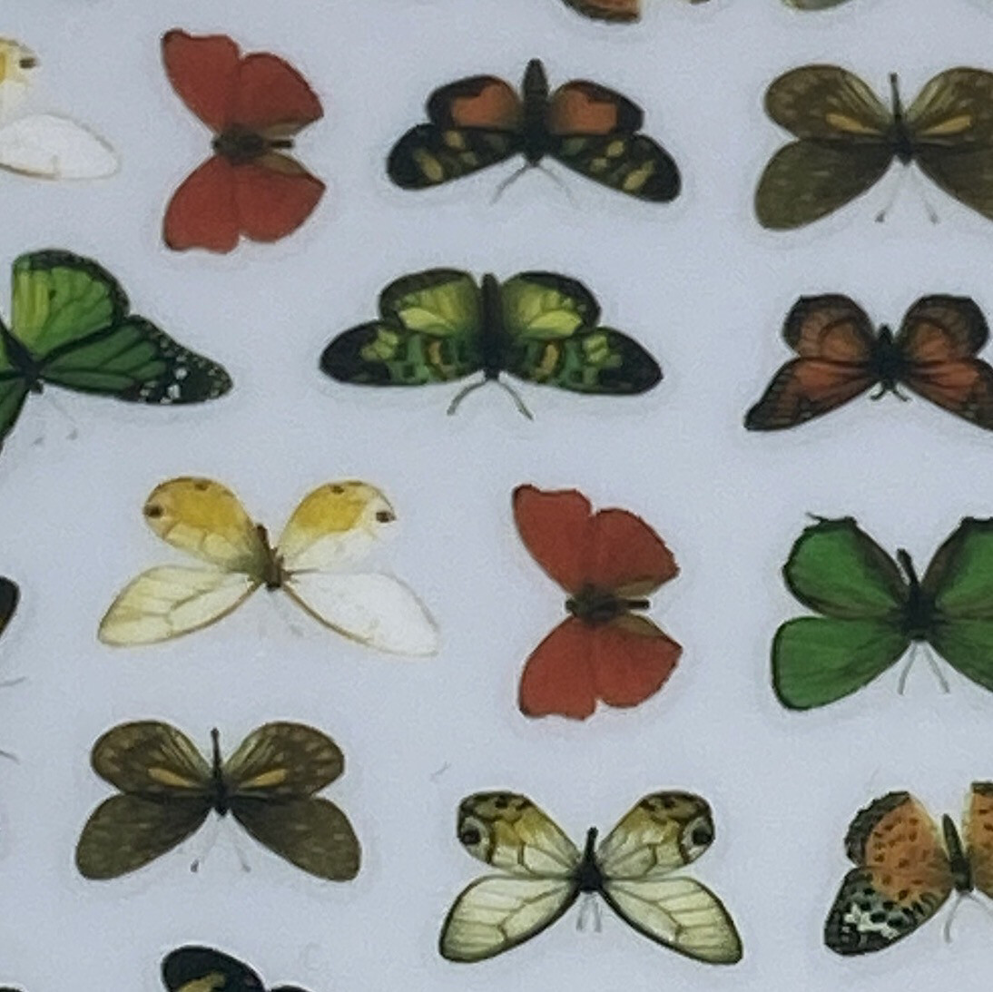 Butterfly Stickers