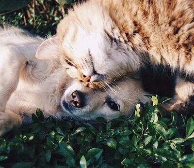 Pets
