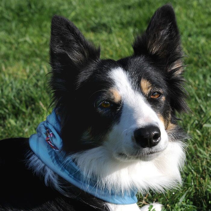 Bandana / Neck warmer / Tour de cou