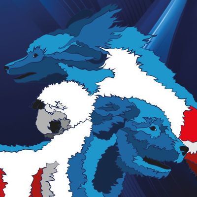 CHF AGILITY Caniches et Chiens d'eau