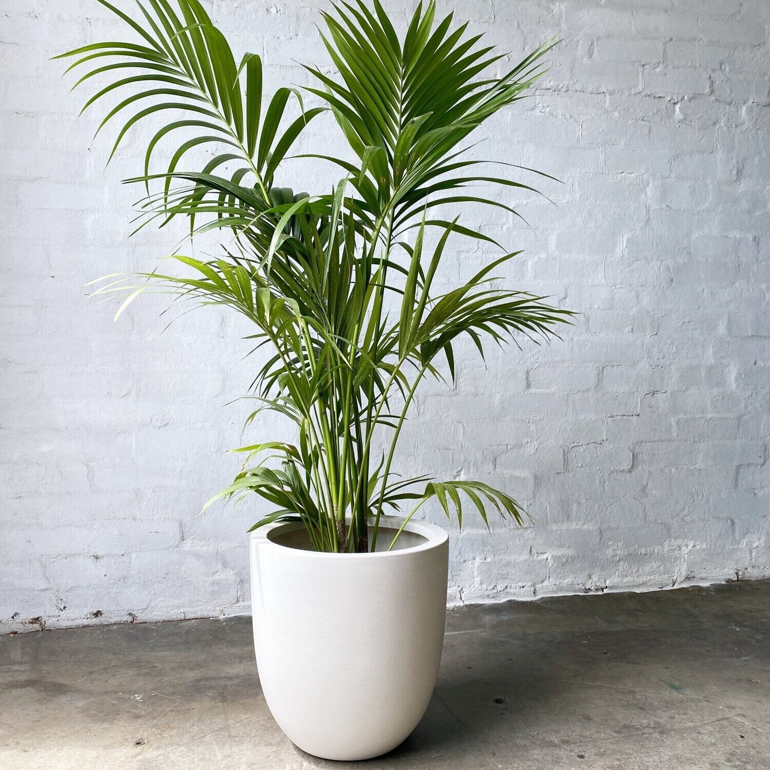 Kentia Palm 300mm Kentia Palm 300mm