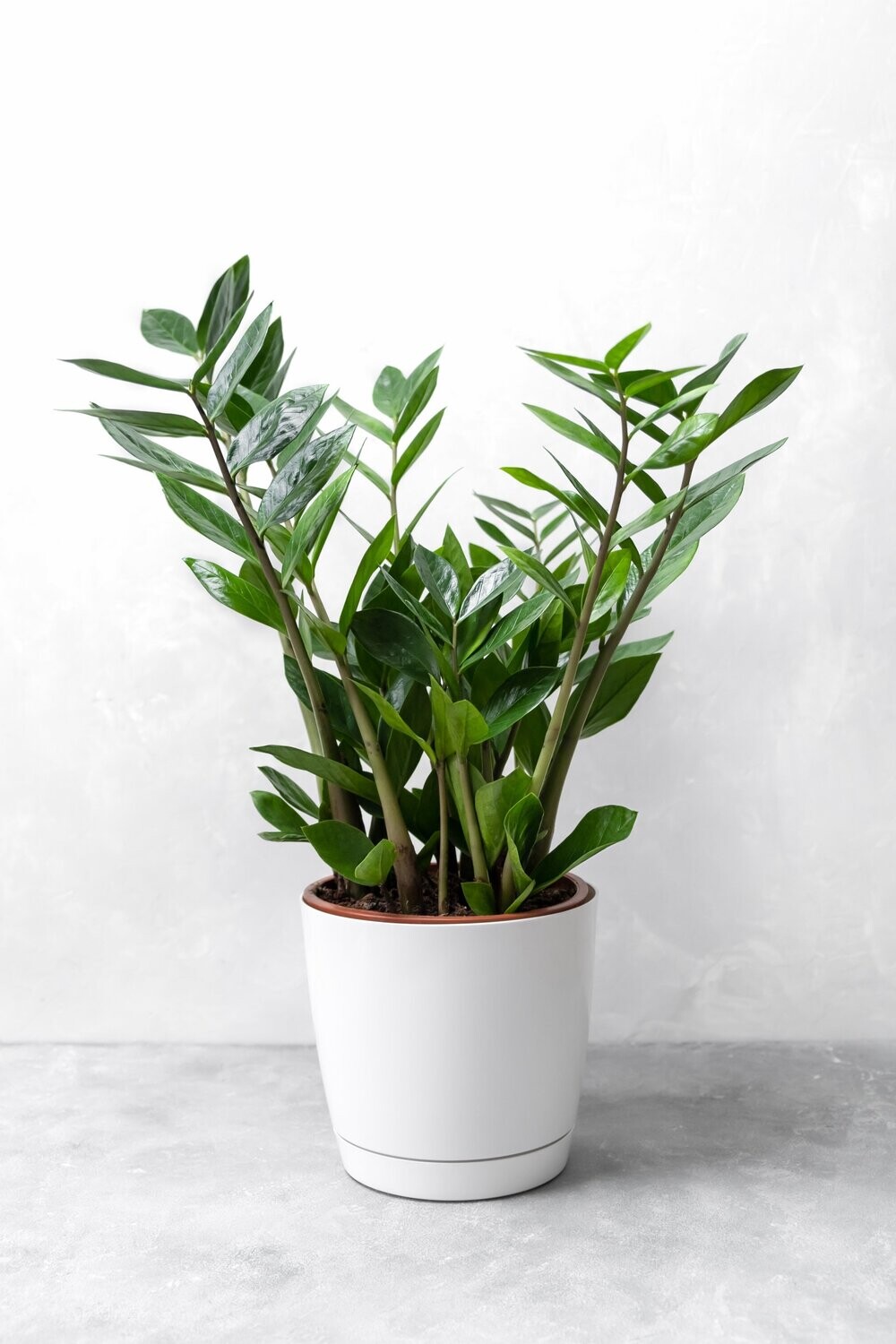 Zanzibar Gem Zanzibar Gem