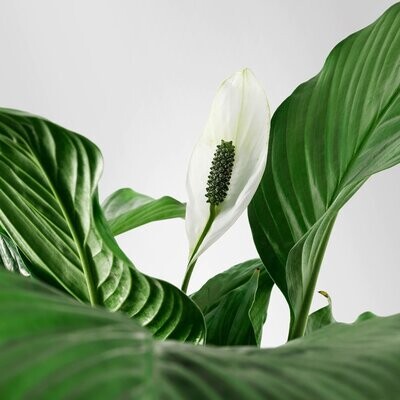 Peace Lilly 140mm