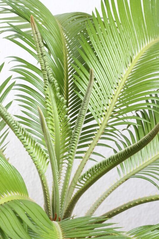 Cycad (Sago Palm) 200mm