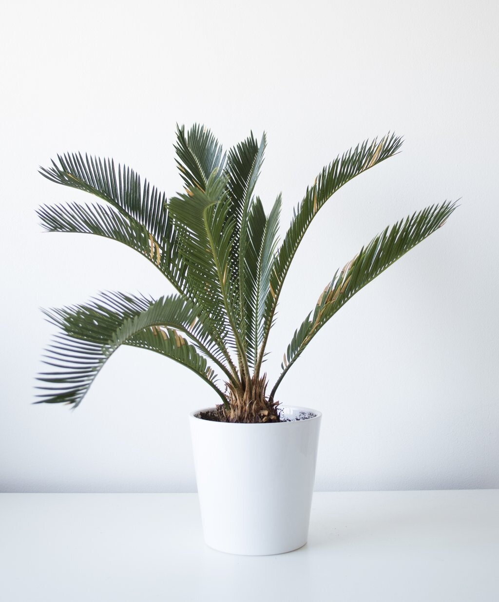 Cycad (Sago Palm) 300mm