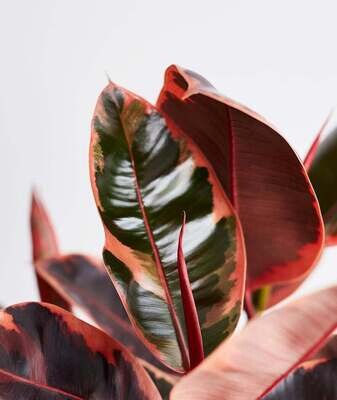 Rubber Plant Ruby 140mm