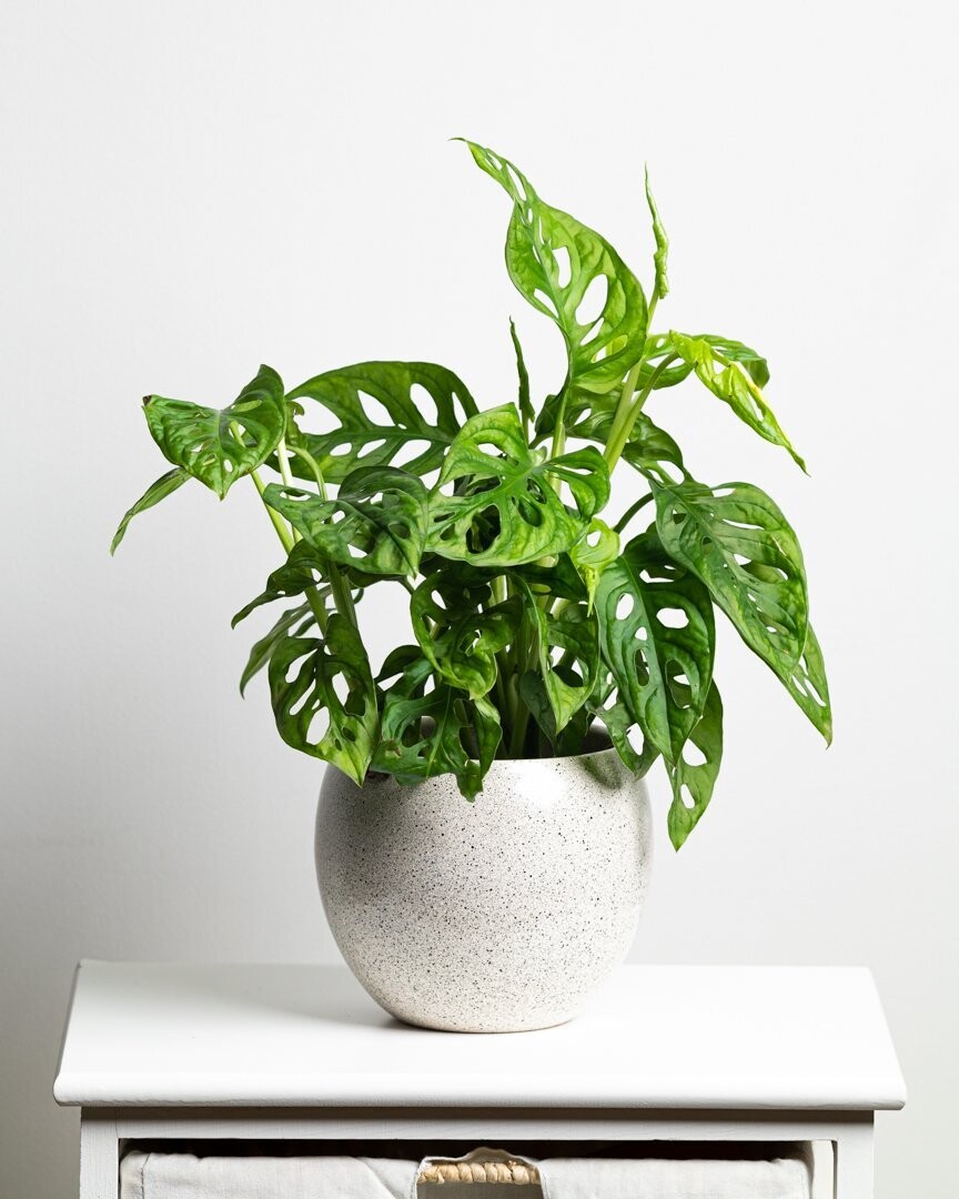 Monstera Swiss Cheese