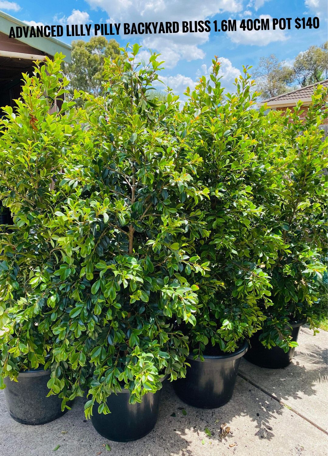 Lilly Pilly Backyard Bliss 400mm