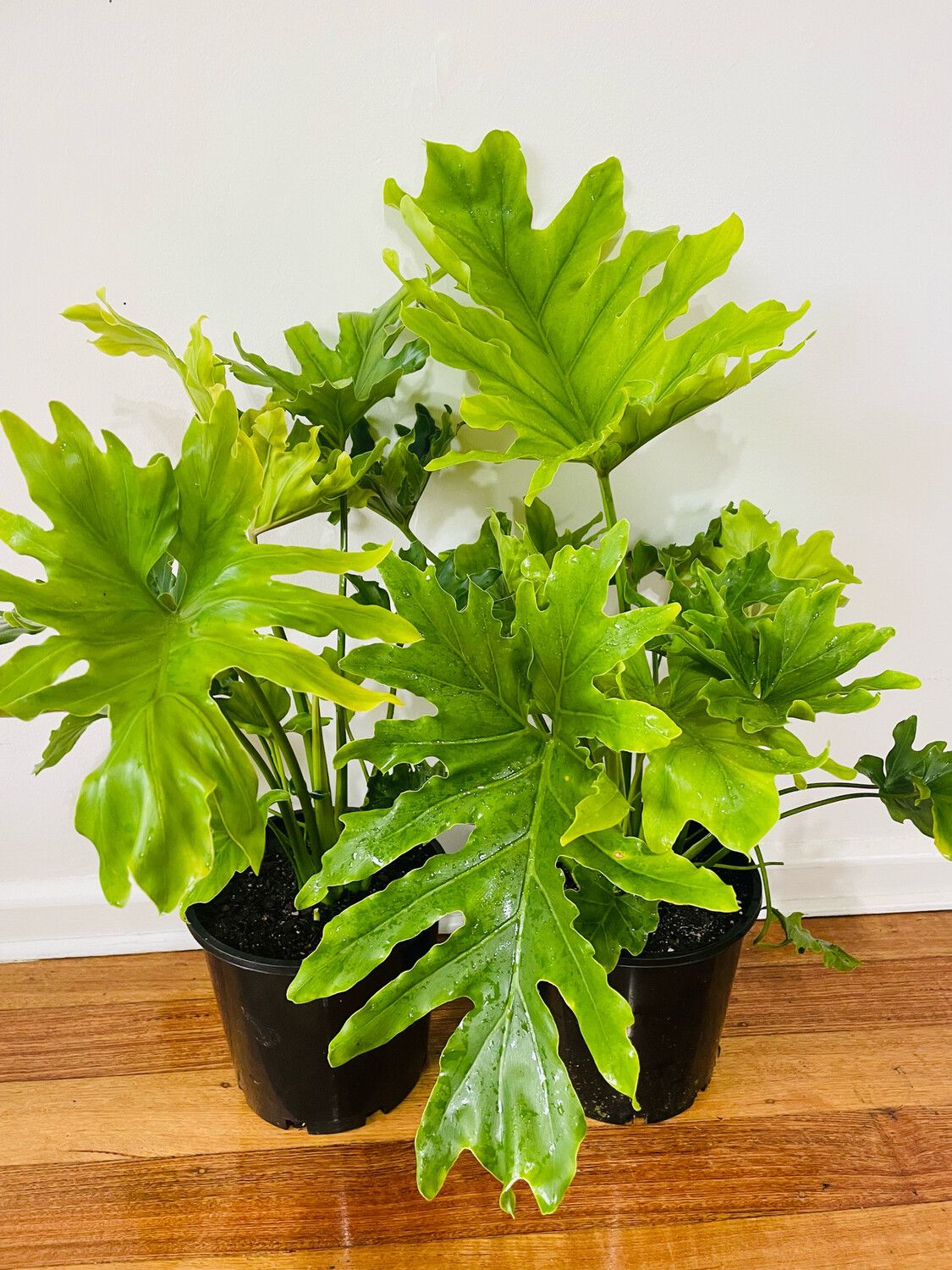 Philodendron Hope/ Shangri-La