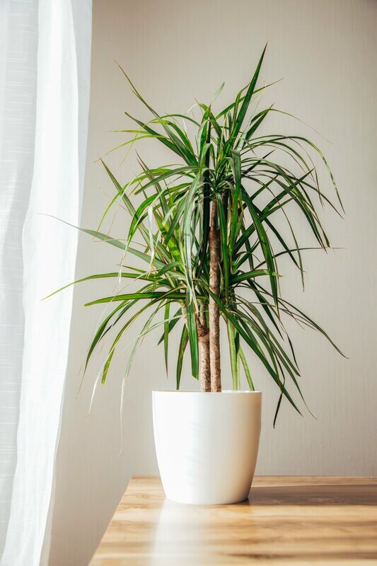 Dracaena Marginata Dragon Tree 250mm