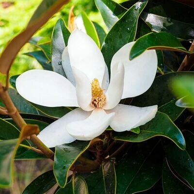 Magnolia Little Gem 250mm