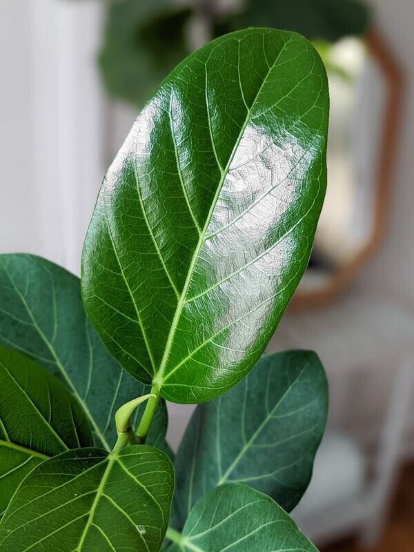 Ficus Audrey 200mm