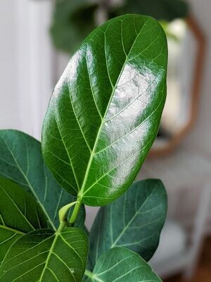 Ficus Audrey 200mm
