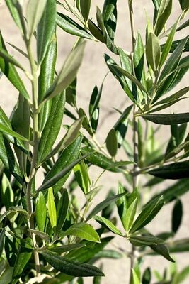 Olive Tree 200mm (Verdale, Manzanillo, Paragon, Picual)