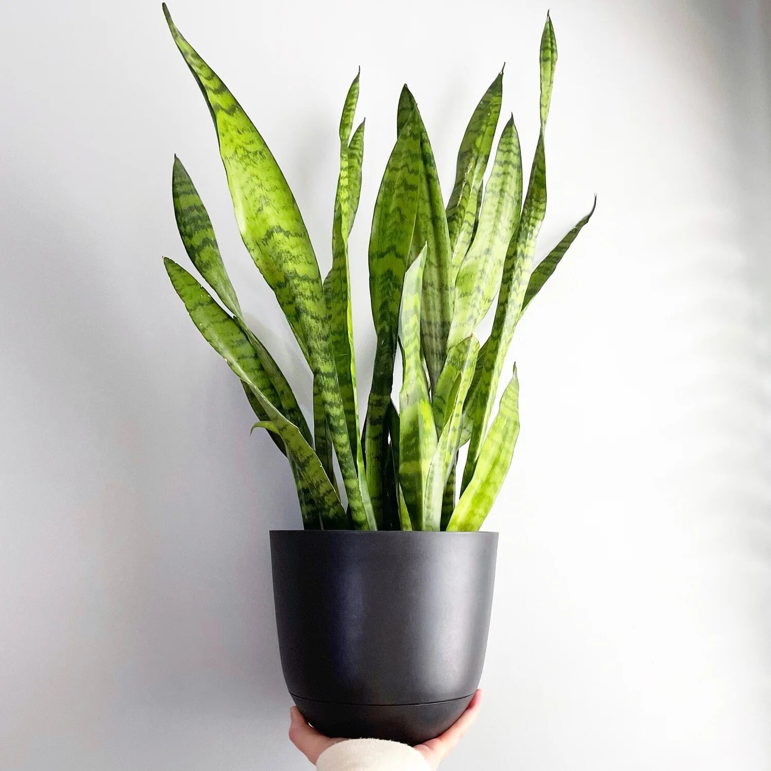 Snake Zeylanica / Mother InLaw Tongue 300mm