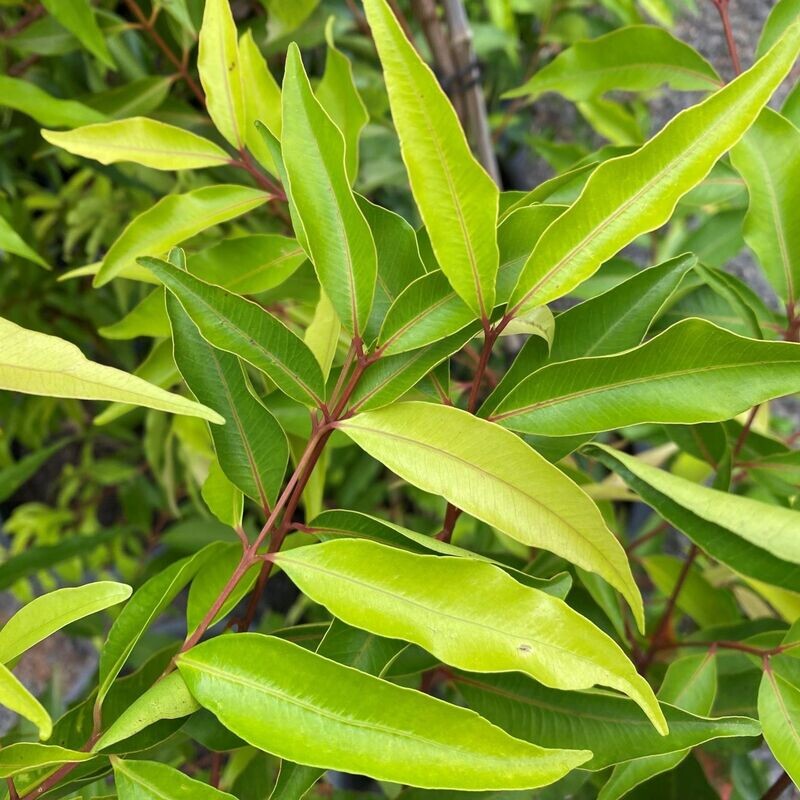 Waterhousea Floribunda- Weeping Lilly Pilly 200mm Pot 60cm Tall From Top Soil Waterhousea Floribunda- Weeping Lilly Pilly 200mm Pot 60cm Tall From Top Soil
