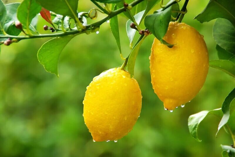 Meyer Lemon