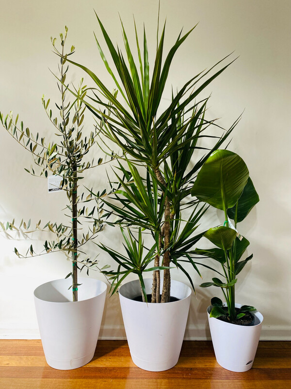 Patio/Balcony Bundle - $150 For 3 Plants And Pots
