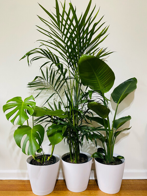 Bundle 2 - Beginner Bundle $120 For 3 Plants And Pots