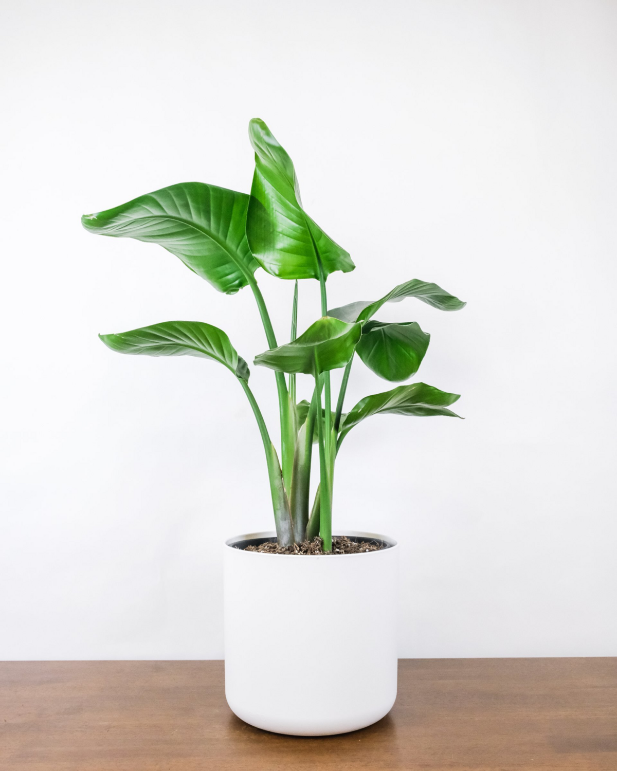 Bird Of Paradise Nicolai 1.4-1.6M Tall
