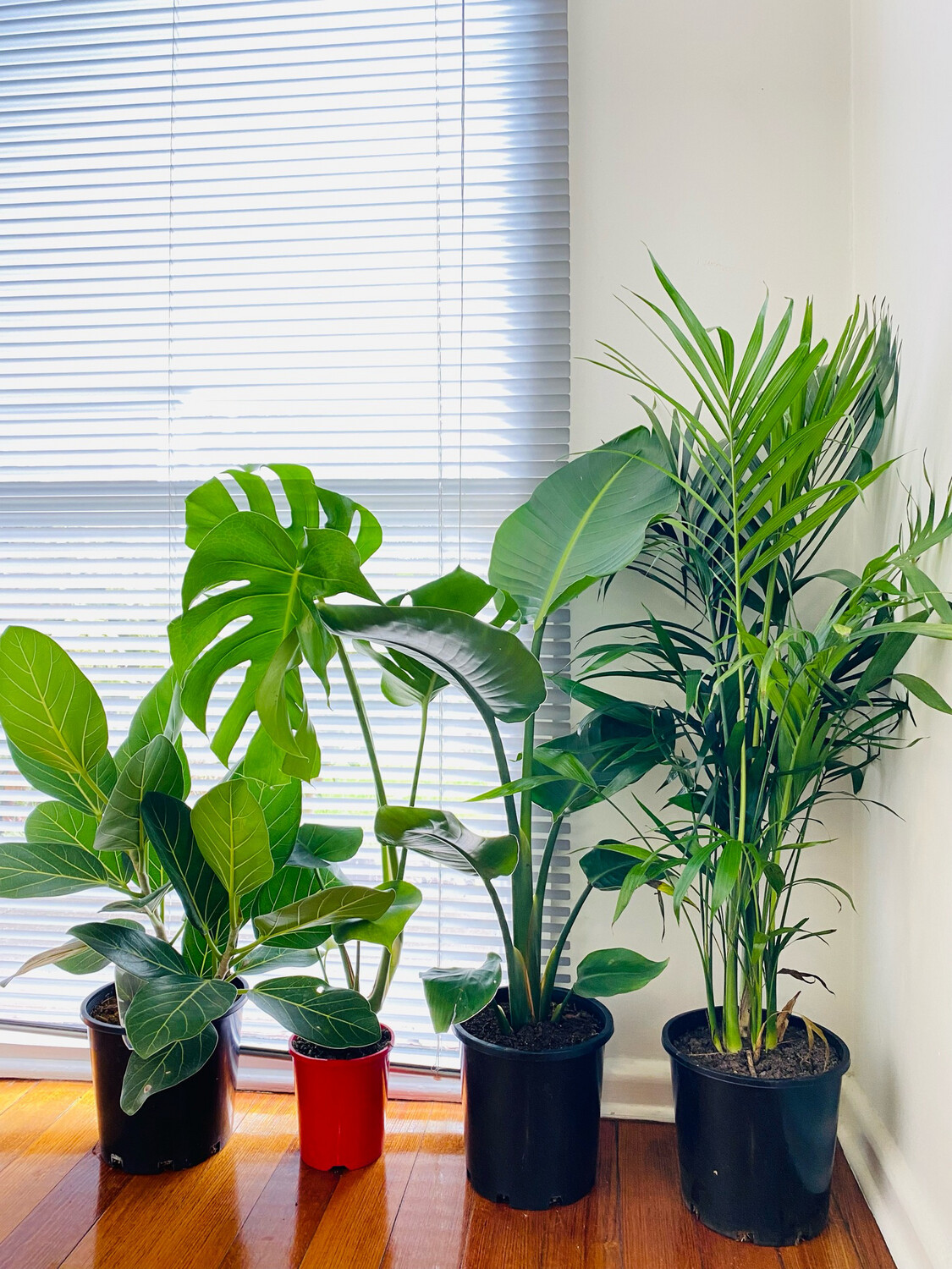Super Easy Care Plant Bundle $120 For 4 Plants