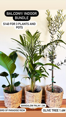 Bundle 10 - Balcony/Indoor Bundle $140 For 3 Plants And Pots