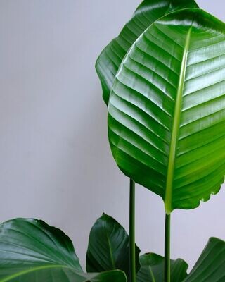 Bird Of Paradise Nicolai 300mm Bird Of Paradise Nicolai 300mm