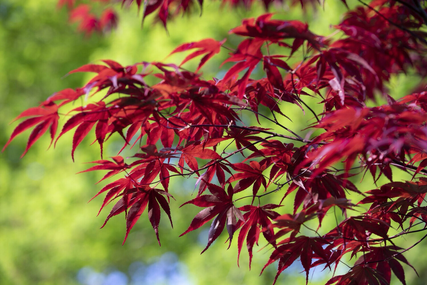 Japanese Maple Bloodgood 330mm