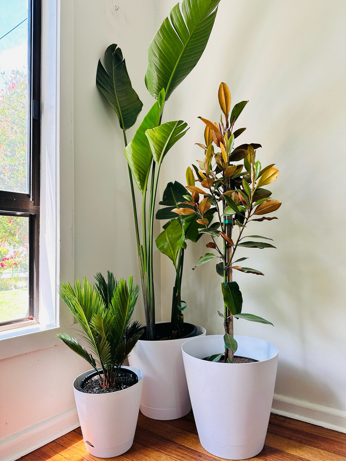 Balcony Plant Bundle 004 - $190 For 3