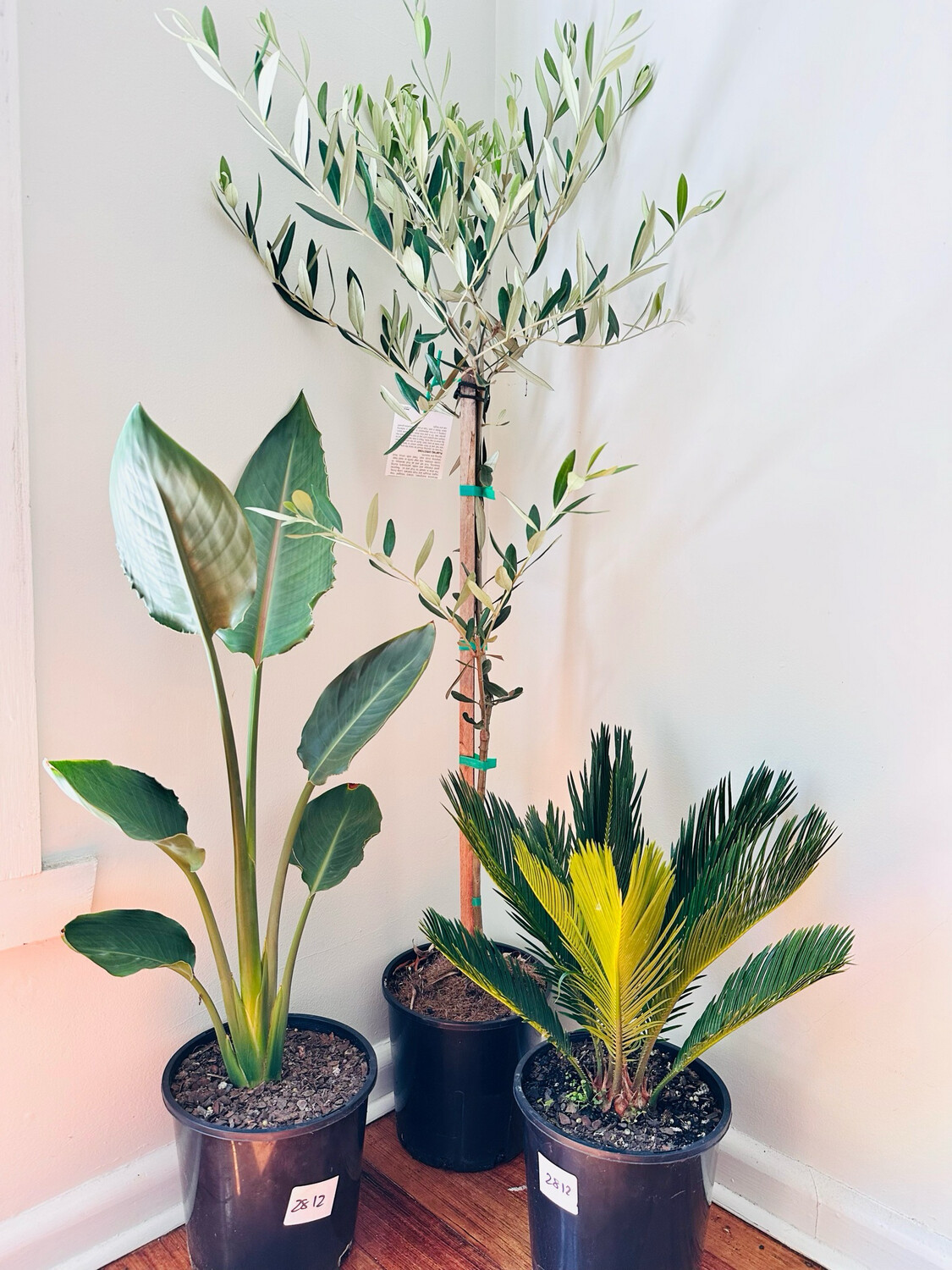 Bundle 12 - Outdoor Plant Bundle - $75 For 3