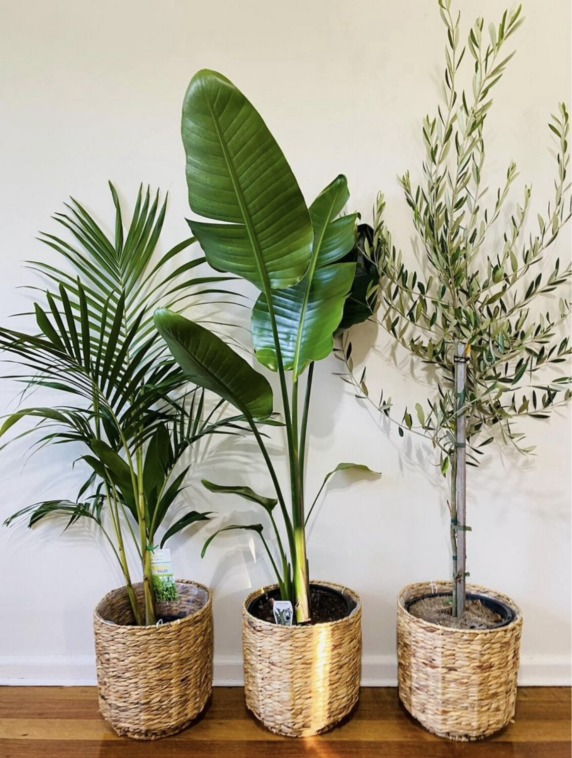 Bundle 7 - Large Plant Bundle (Indoors and Outdoors Use) $200 For 3 Plants And Pots