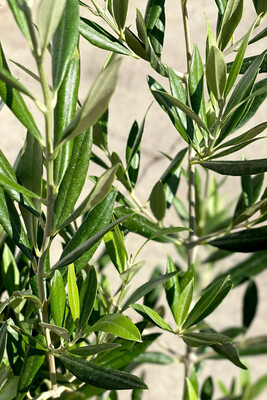 Olive Tree Tolley Upright /Midget 200mm - Non Fruiting Tree