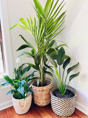 Plant bundle - $120 For 3 Plants And 3 Pots