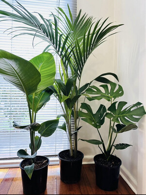 Plant Bundle For Beginners $90 For 3 Plants