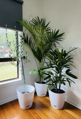 Pet Friendly Plant Bundle - Indoor And Outdoor Plants $130 For 3 Large Plants