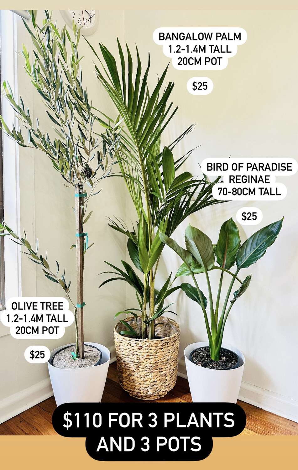 Plant Bundle For Bright Light $110 For 3 Plants And 2 Pots