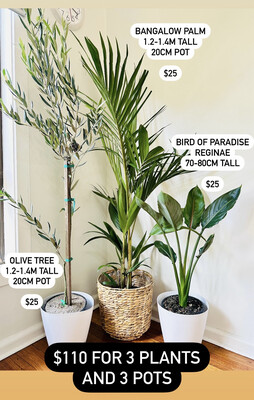 Plant Bundle For Bright Light $110 For 3 Plants And 2 Pots
