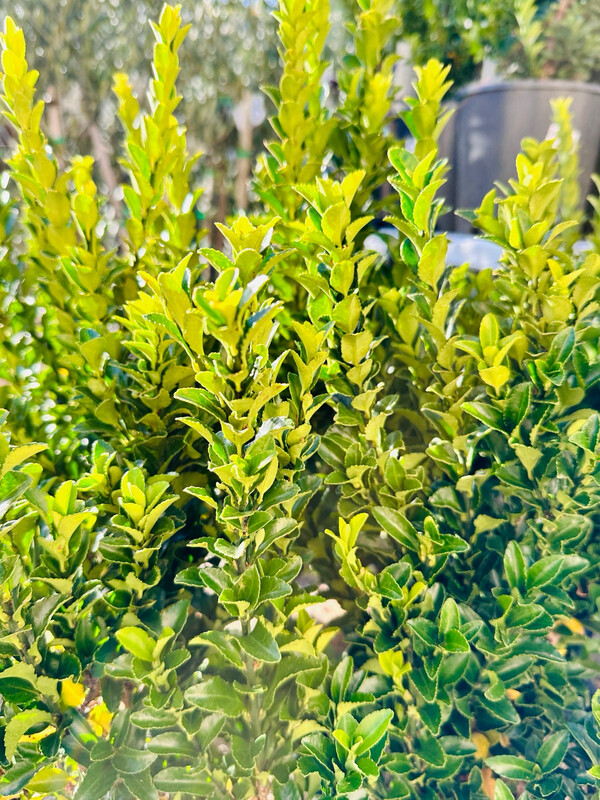 Green Rocket 200mm Pot