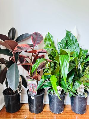 Plant Bundle For Beginners - $40 For 4 Plants