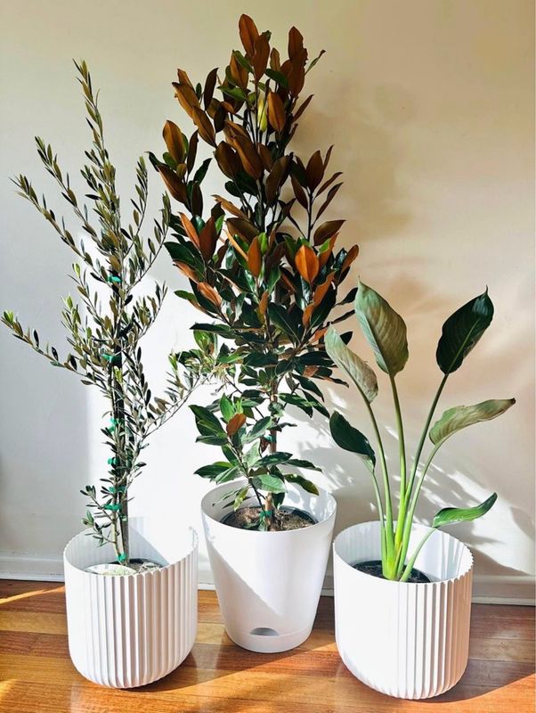 Plant Bundle For Outdoor Decoration- $150 For 3 Plants And Pots