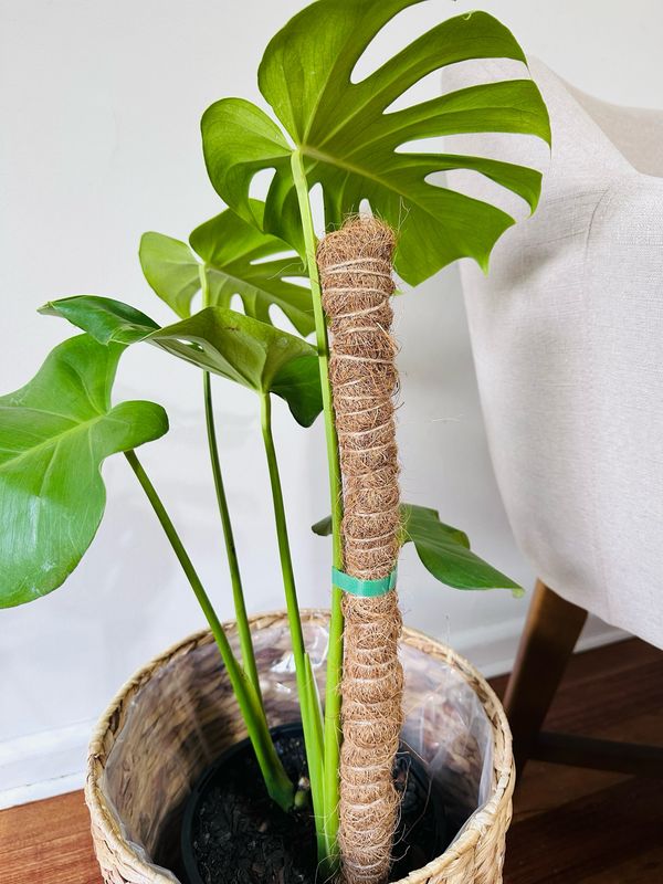 Plant Totem Support