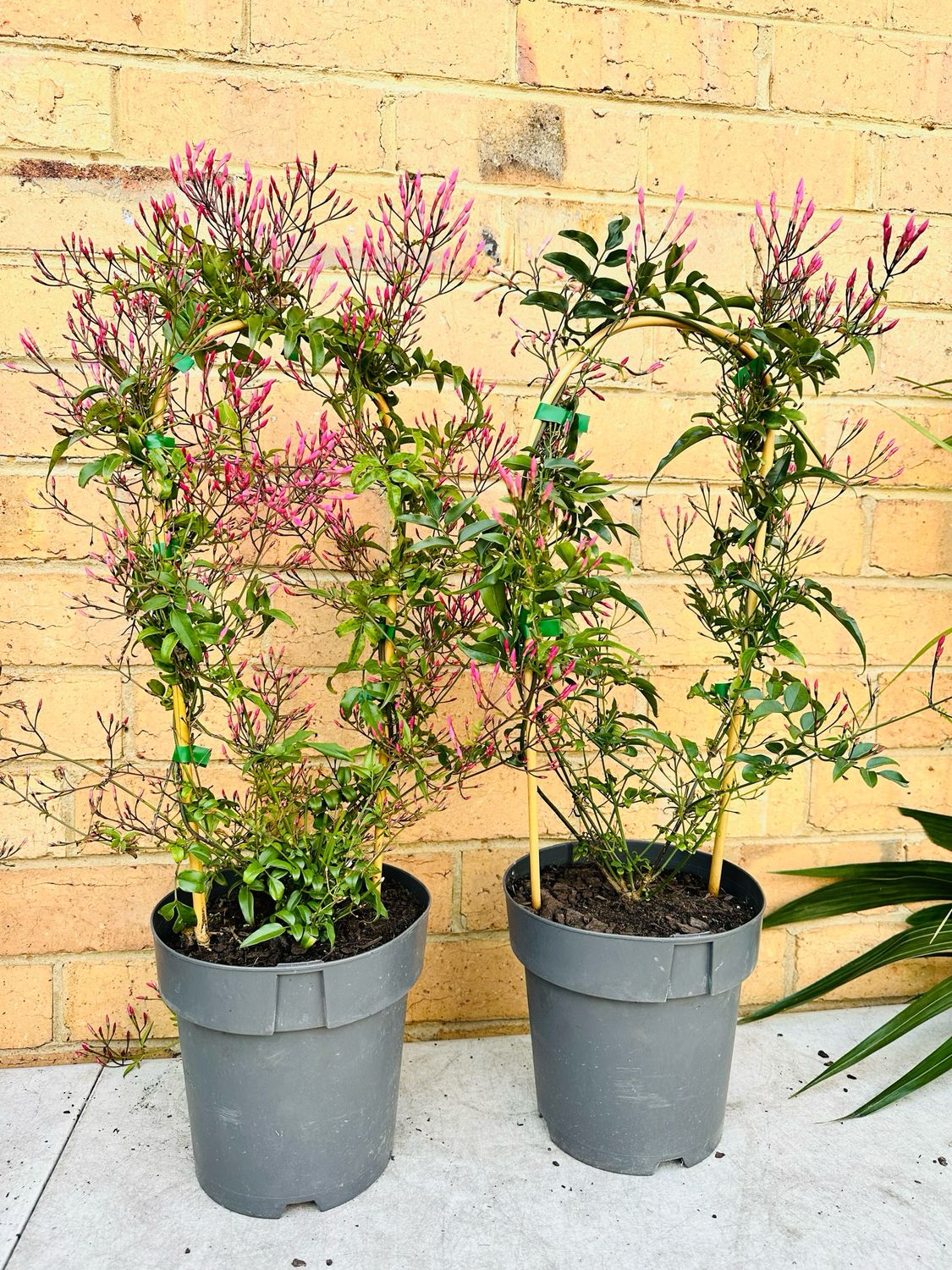 Pink Jasmine (Jasminum Polyanthum) 200mm