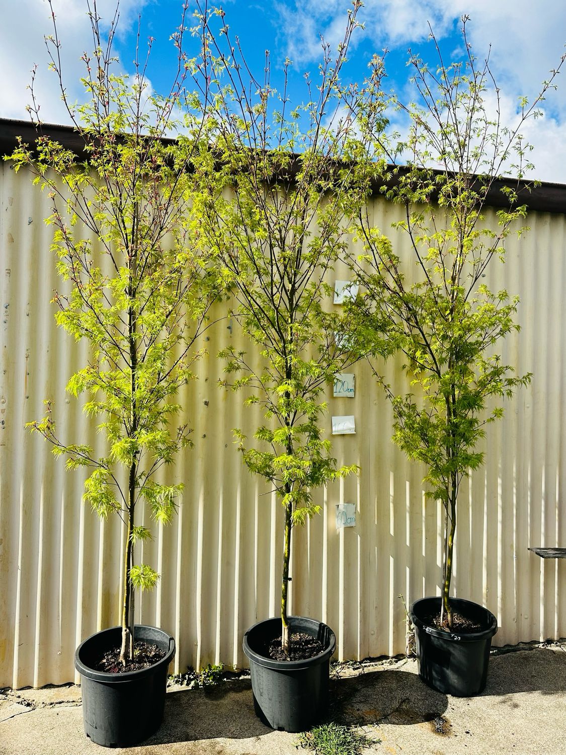 Japanese Maple Dissectum ‘Seiryu’ 330mm