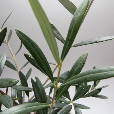 Olive Tree 250mm Pot Kalamata/ Paragon/ Manzanillo