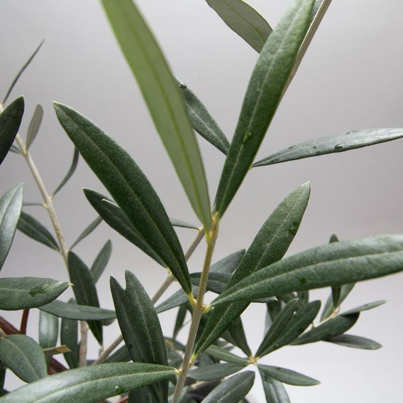 Olive Tree 250mm Pot Kalamata Olive