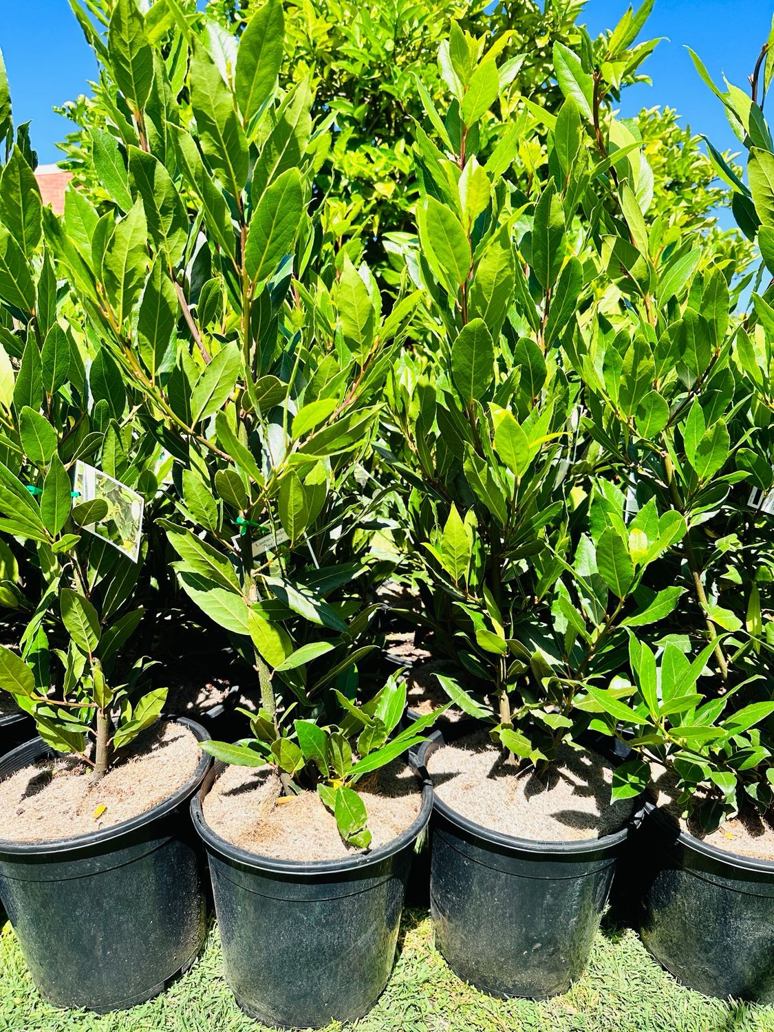 Bay Tree Laurus Nobilis