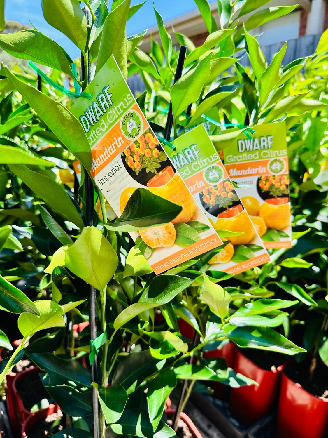 Dwarf Imperial Mandarin
