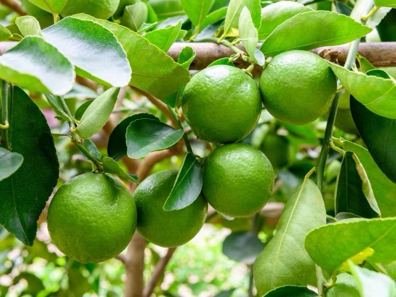 Dwarf And grafted Tahitian Lime