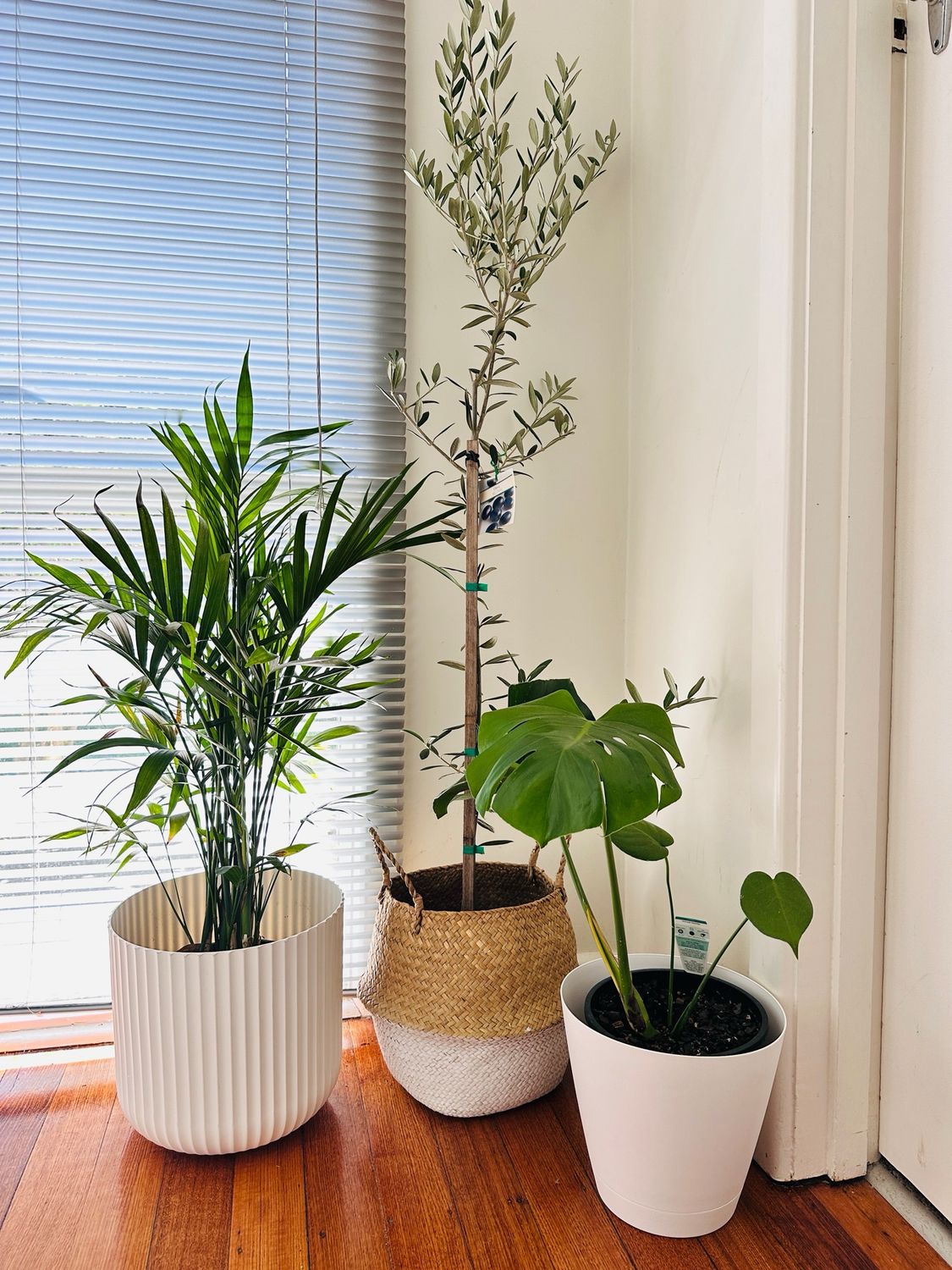 Plant Bundle $120 For 3 Plants And 3 Pots