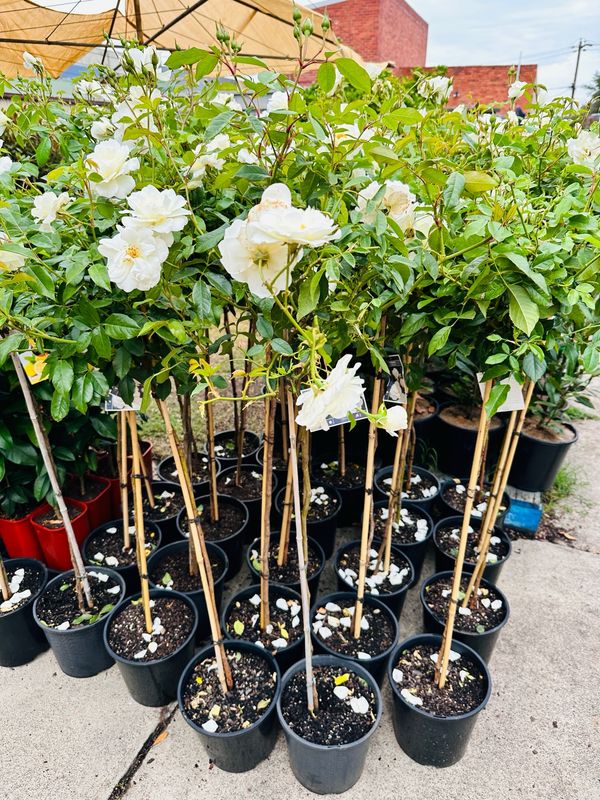 Roses Iceberg Floribunda 250mm